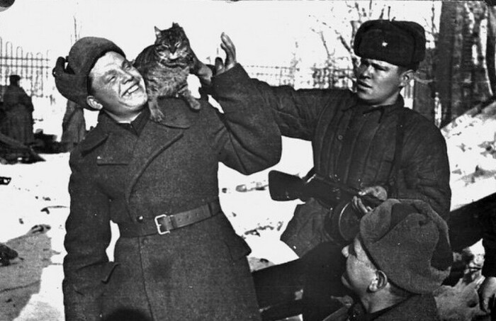Как коты спасали советских солдат во Вторую мировую войну