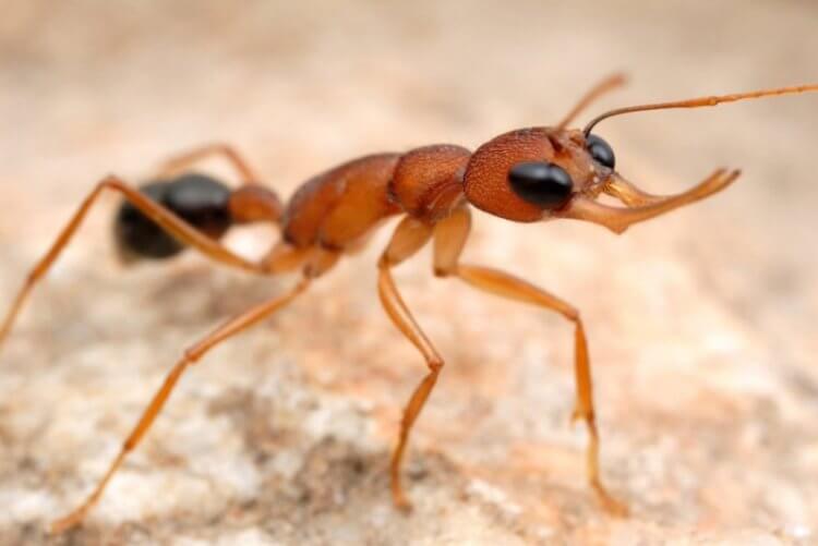 Некоторые муравьи умеют менять размер своего мозга. Для чего они это делают? 