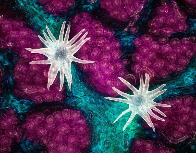 Эти изображения раскрывают природу в микроскопических деталях 