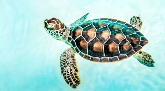 Интересные факты про морских черепах (10 фото)