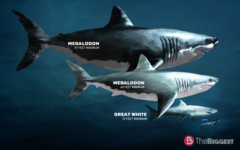 10 видов самых больших акул в мире