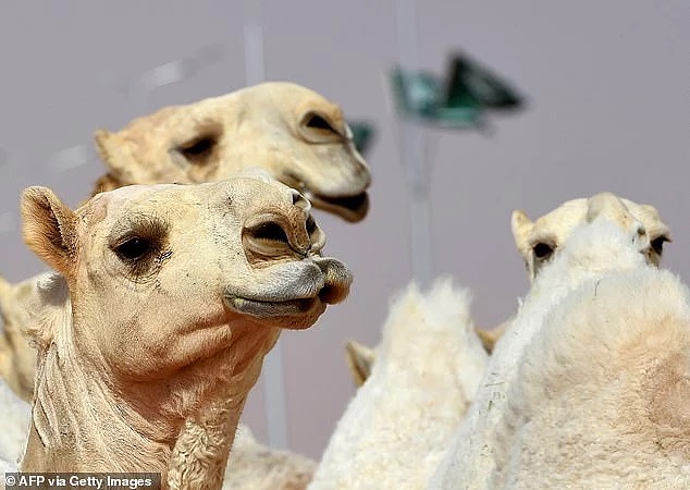 Более 40 верблюдов не были допущены к участию в конкурсе красоты в Саудовской Аравии из-за ботокса