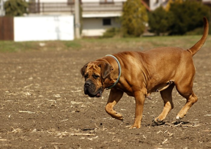 Порода собаки, запрещённая в 14 странах
