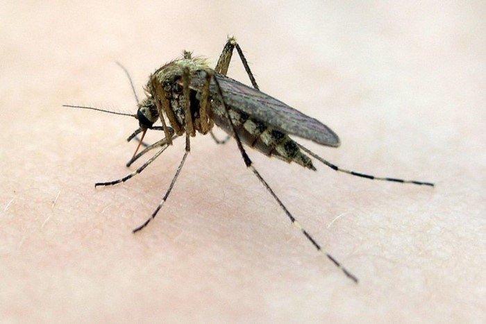 Как комары выбирают своих жертв