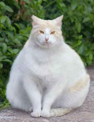 Самая толстая кошка в мире (2 фото)