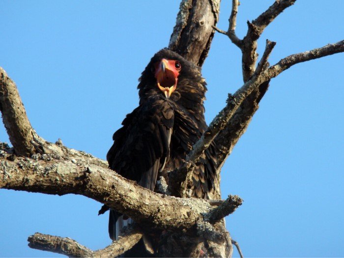 Орёл-скоморох: африканский хищник (8 фото)