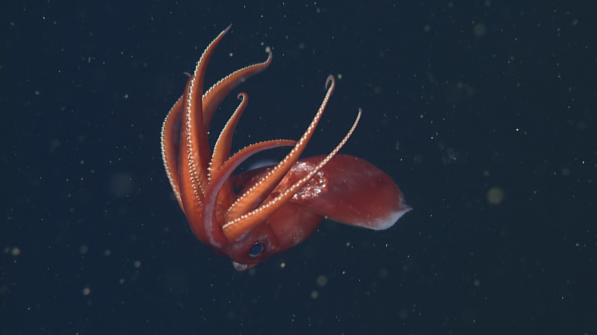Игра в кальмара красный зеленый. Octopoteuthis deletron. Глубоководный кальмар (кальмар-вампир). Кальмар мастиготевтис.