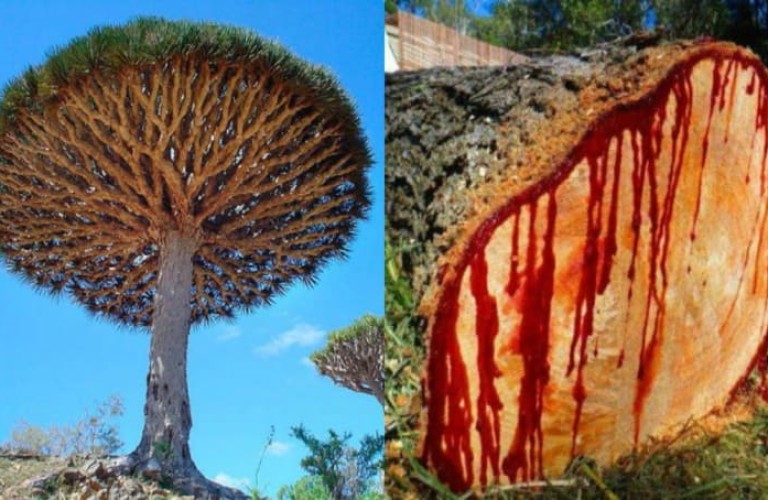 Дерево, которое «кровоточит» и может жить тысячу лет