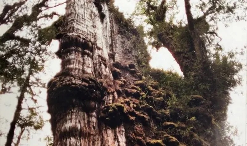 Как выглядит кипарис, которому более 5 тысяч лет
