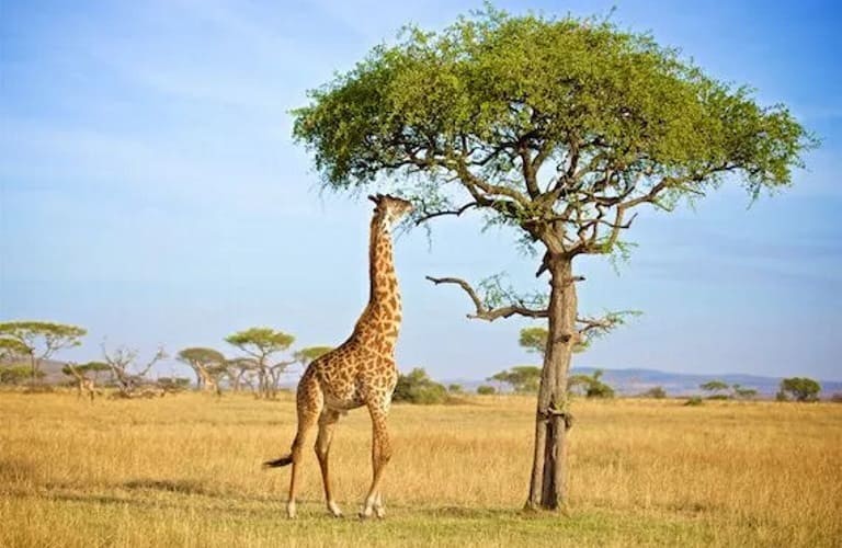 Защитный механизм деревьев акации, возникший благодаря жирафам