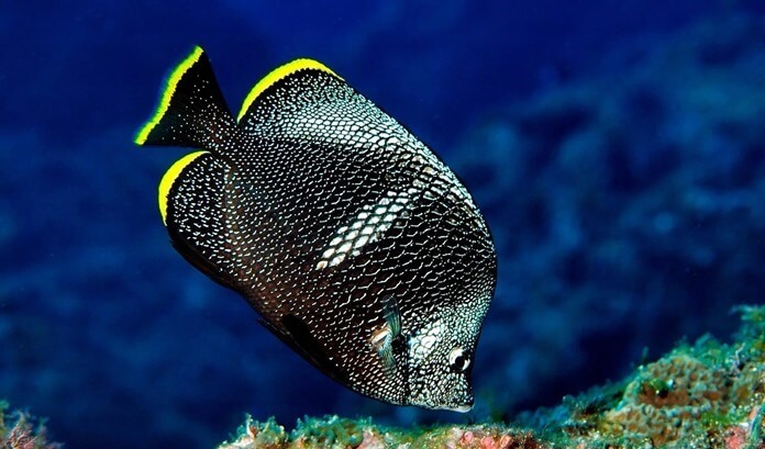 10 самых дорогих аквариумных рыб в мире