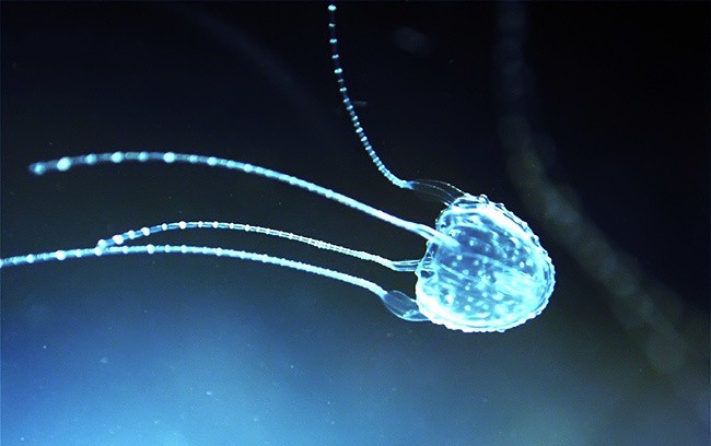 10 самых больших морских медуз в мире