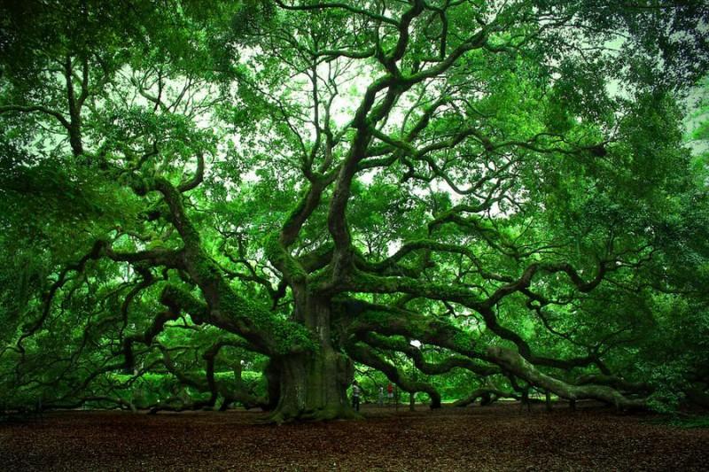 Самые странные деревья в мире