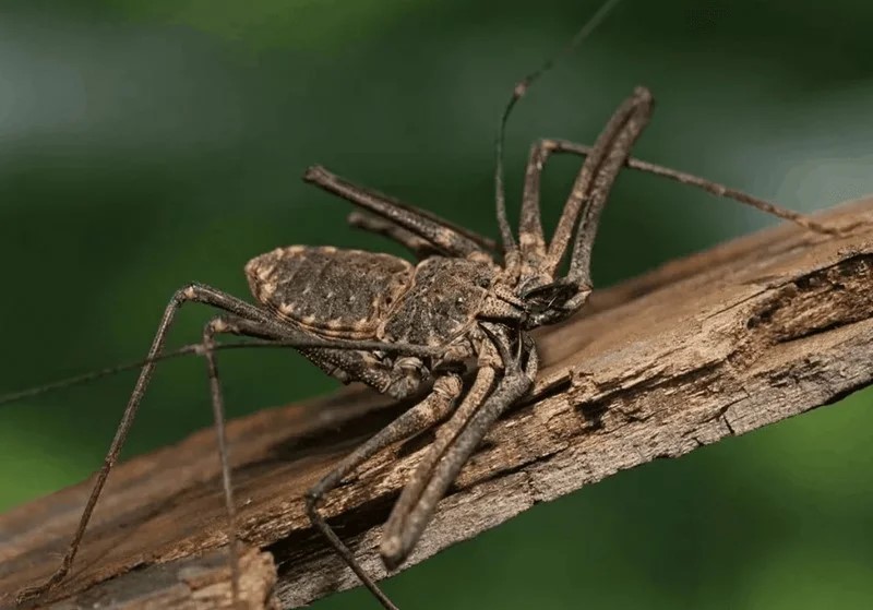 10 самых страшных насекомых Австралии, которых стоит обходить стороной