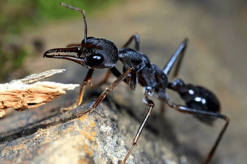 10 самых страшных насекомых Австралии, которых стоит обходить стороной