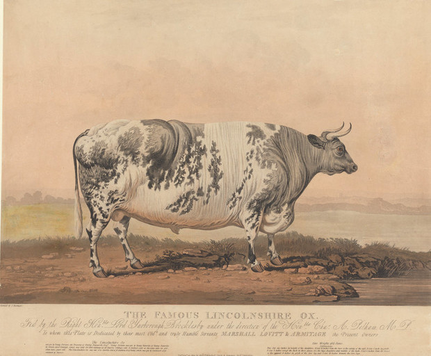 Почему в XIX веке фермеры заказывали парадные портреты своих толстых коров, свиней и овец (8 фото)