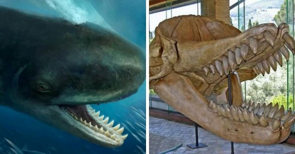 Доисторические монстры: подборка впечатляющих останков вымерших существ