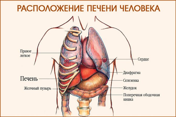 Где Находятся Легкие Со Стороны Спины Фото