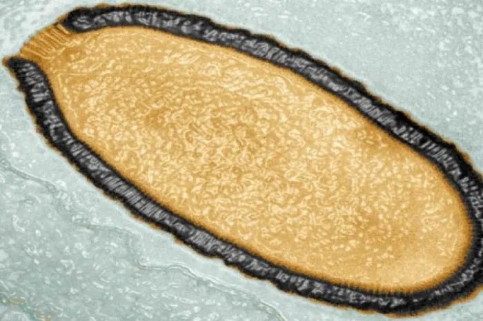 В 2000 году ученые нашли в вечной мерзлоте в Сибири гигантский древний вирус. Что о нем известно сейчас
