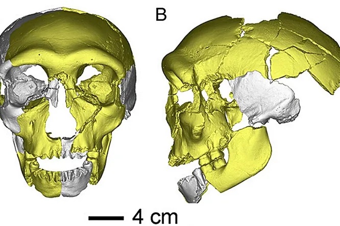 Палеонтологи нашли неизвестного предка человека, жившего 300 тысяч лет назад