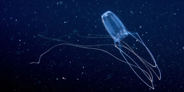 Медуза ируканджи. 5 интересных фактов про одно их самых опасных существ на планете