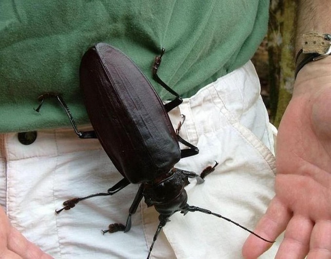 Самый большой жук в мире ❘ фото + видео