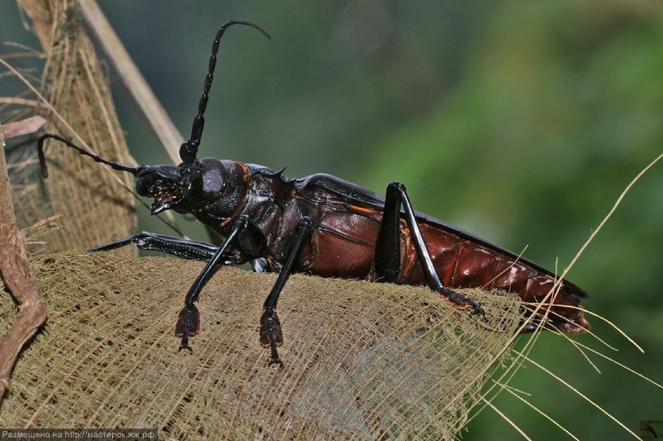 Самый большой жук в мире &#10072; фото + видео