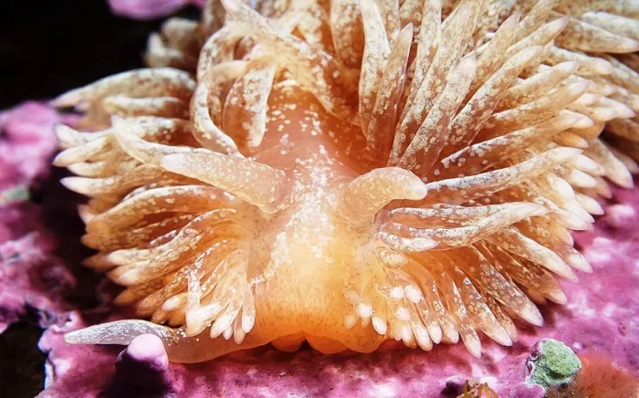 Эолидии: Они «взламывают» коралловые полипы, чтобы встроить их яд в своё тело
