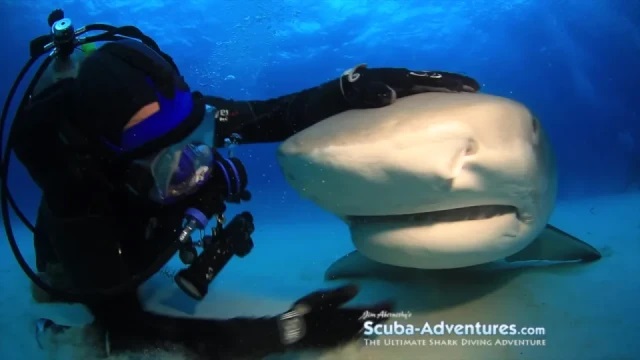Аквалангист из Флориды дружит с огромной тигровой акулой уже более двух десятилетий (6 фото)