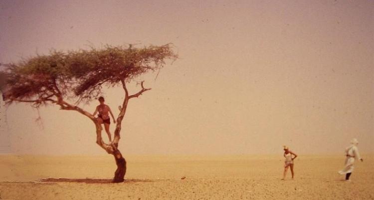 Акация Тенере — самое одинокое дерево на нашей планете