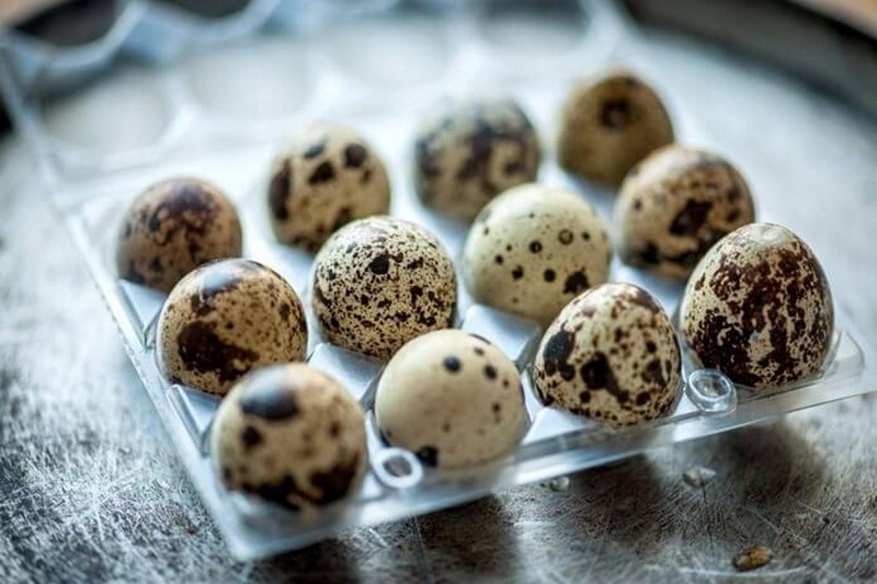 Топ-10 наиболее дорогих птичьих яиц