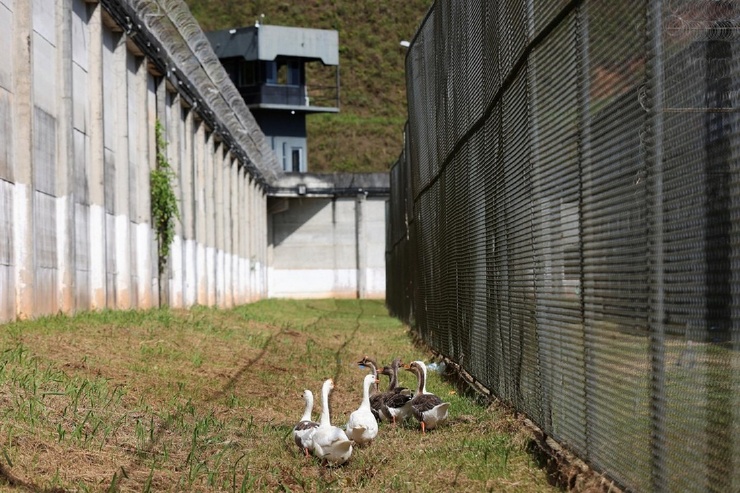 Сторожевых собак заменили на гусей в бразильской тюрьме