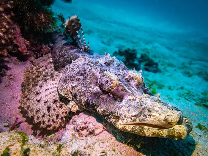 Тайны океана: рыба-крокодил