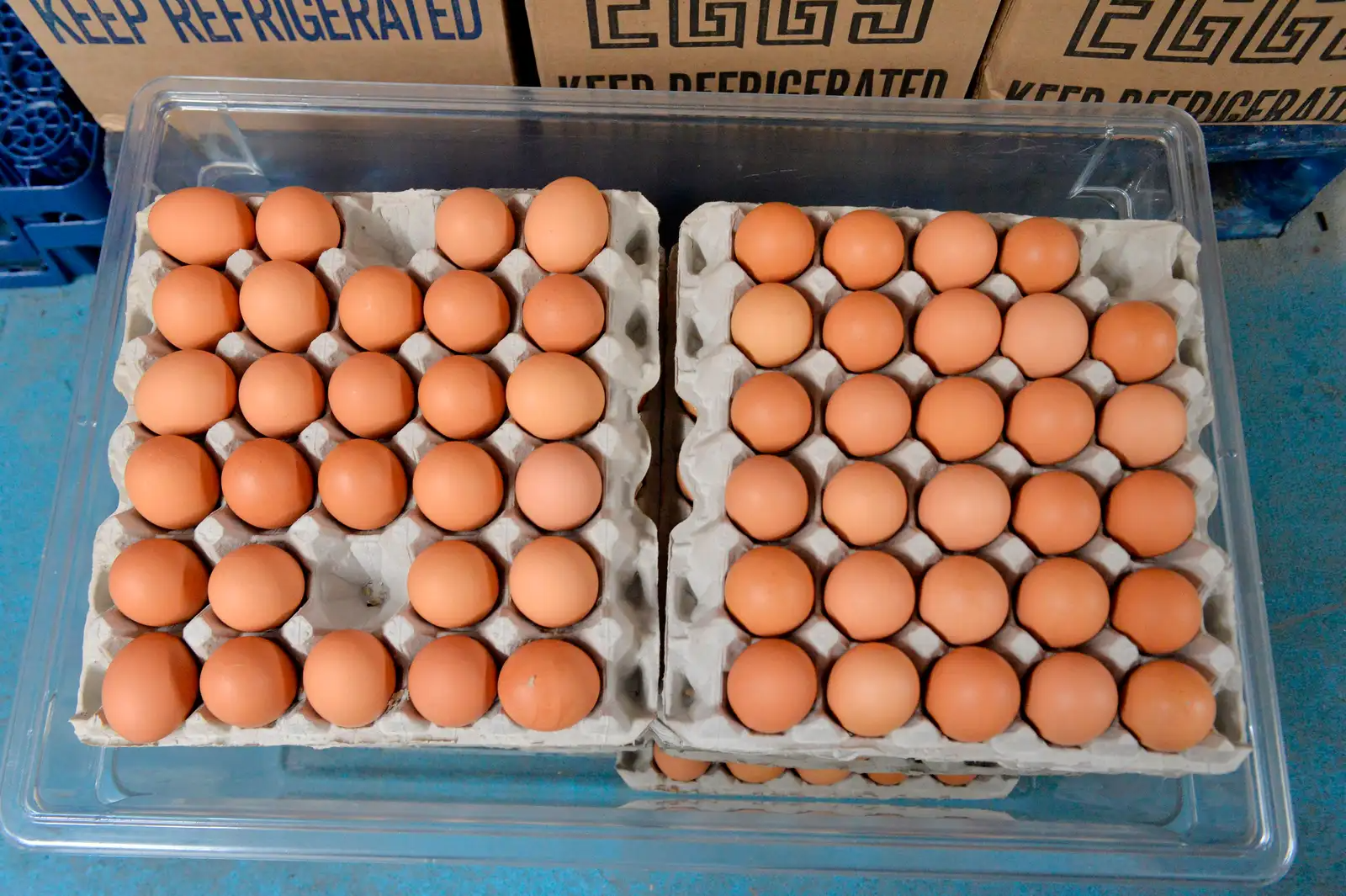 Яйцо оптом от производителя. Столовое яйцо. Яйцо куриное столовое тендер. Продажа яиц куриных. ГАЗ 53 яйца инкубационные цыплята.