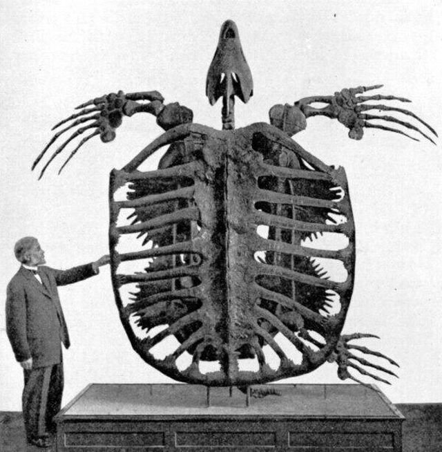 Скелет огромной черепахи. Фото 1902-го года.